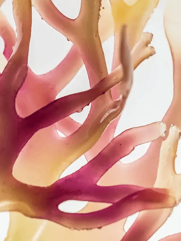 Sea moss: Should you believe the buzz?